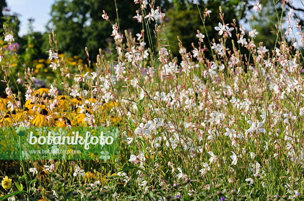 571015 - Prachtkerze (Gaura lindheimeri)