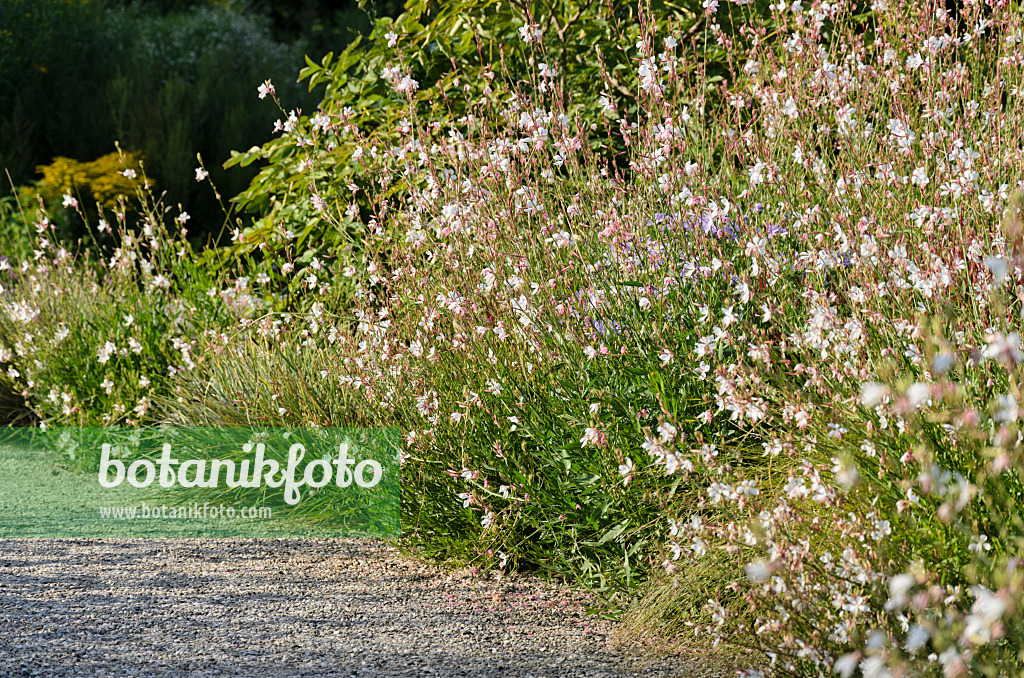 571016 - Prachtkerze (Gaura lindheimeri)