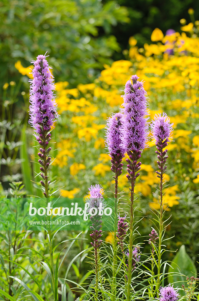 498229 - Prachtscharte (Liatris)