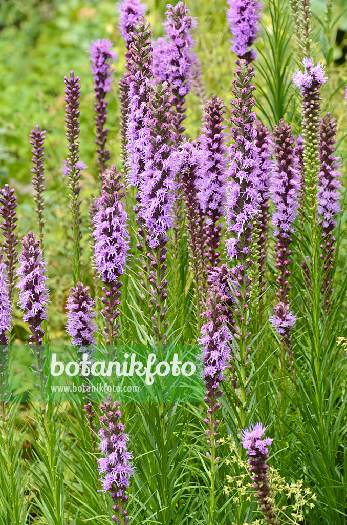 498181 - Prachtscharte (Liatris ligulistylis)