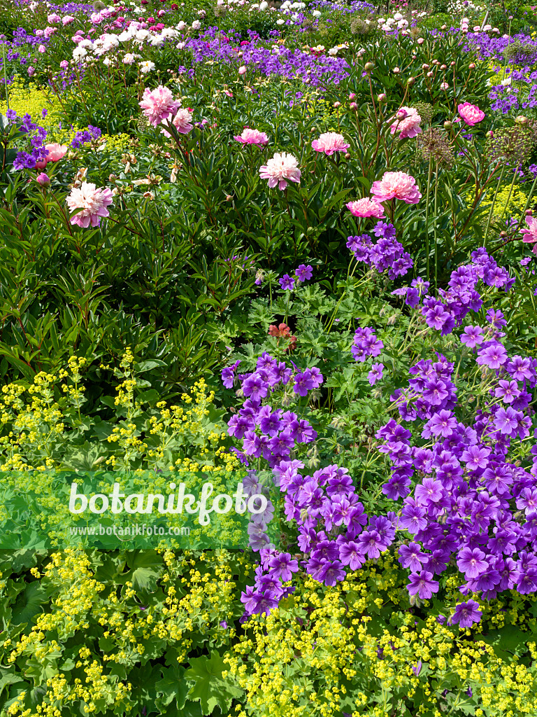 426055 - Prächtiger Storchschnabel (Geranium x magnificum), Weicher Frauenmantel (Alchemilla mollis) und Pfingstrose (Paeonia)