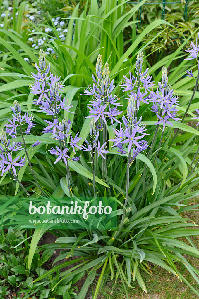 471288 - Prärielilie (Camassia leichtlinii)