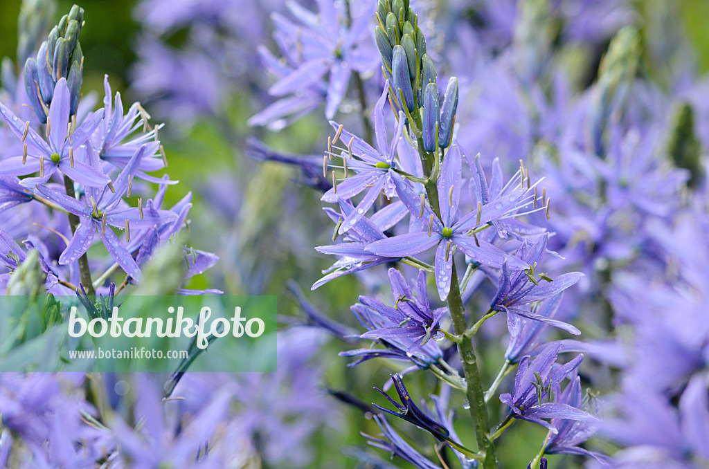 520133 - Prärielilie (Camassia leichtlinii)