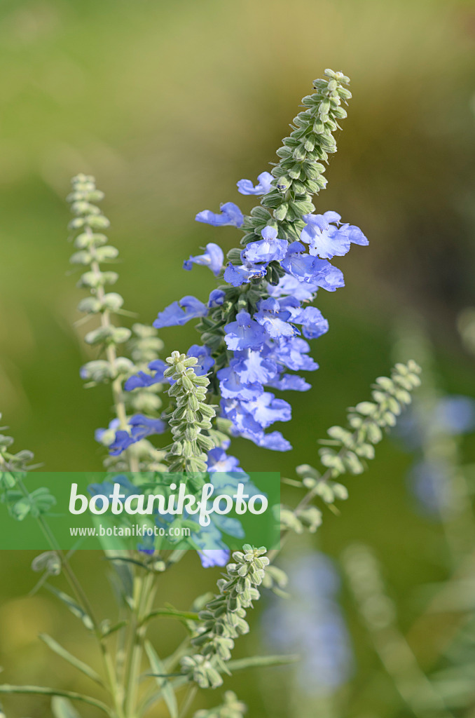 548141 - Präriesalbei (Salvia azurea var. grandiflora)