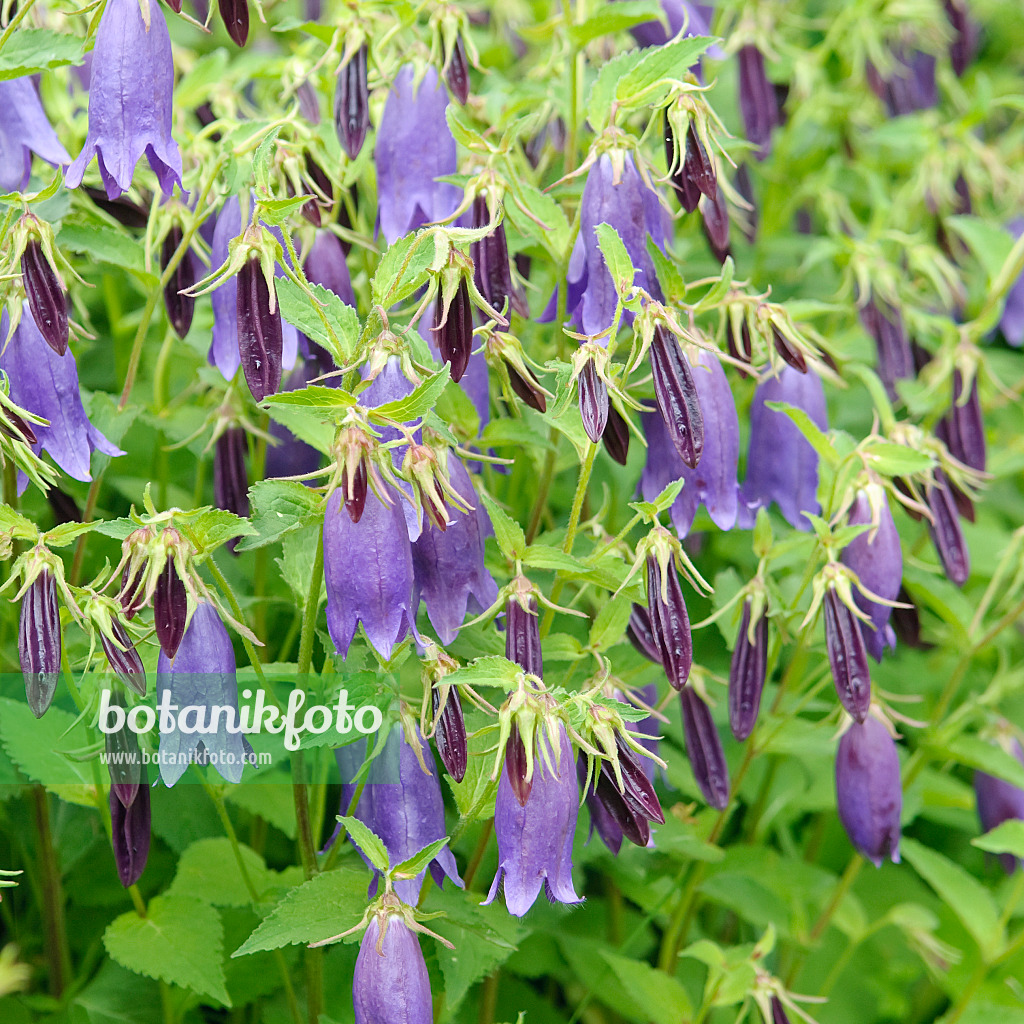 502129 - Punktierte Glockenblume (Campanula punctata 'Sarastro')