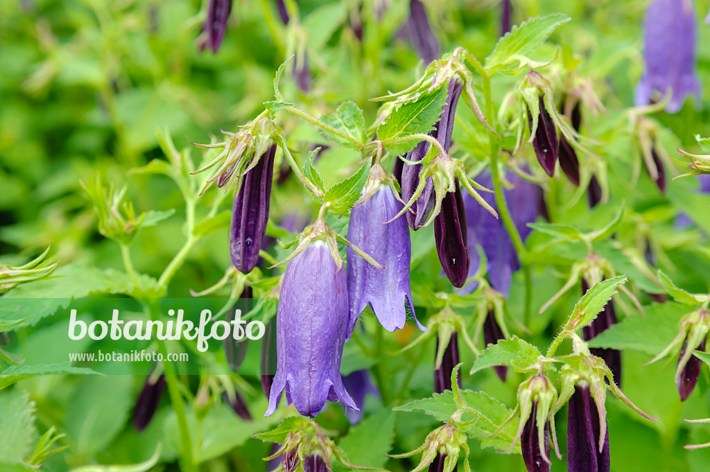 593043 - Punktierte Glockenblume (Campanula punctata 'Sarastro')