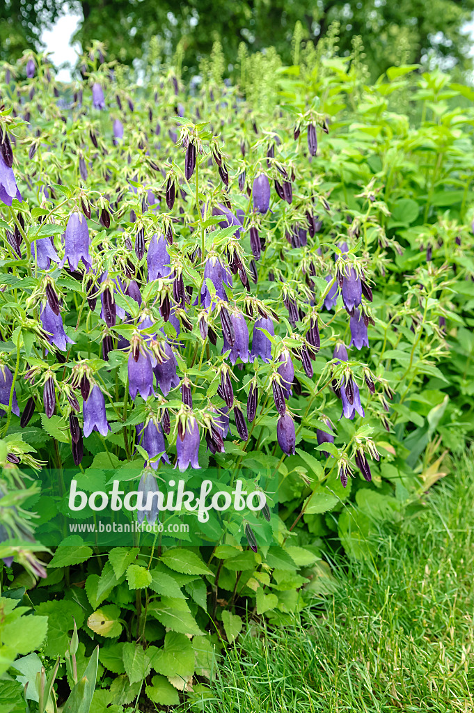 593044 - Punktierte Glockenblume (Campanula punctata 'Sarastro')