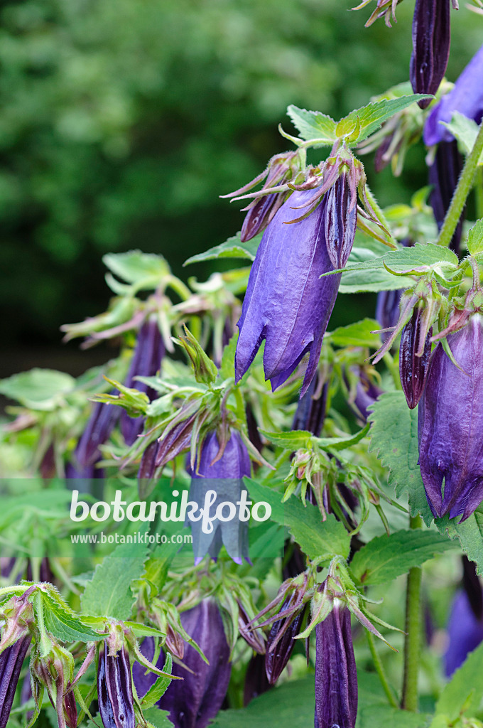 473011 - Punktierte Glockenblume (Campanula punctata 'Kent Belle')