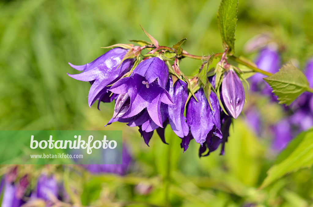 522021 - Punktierte Glockenblume (Campanula punctata 'Kent Belle')