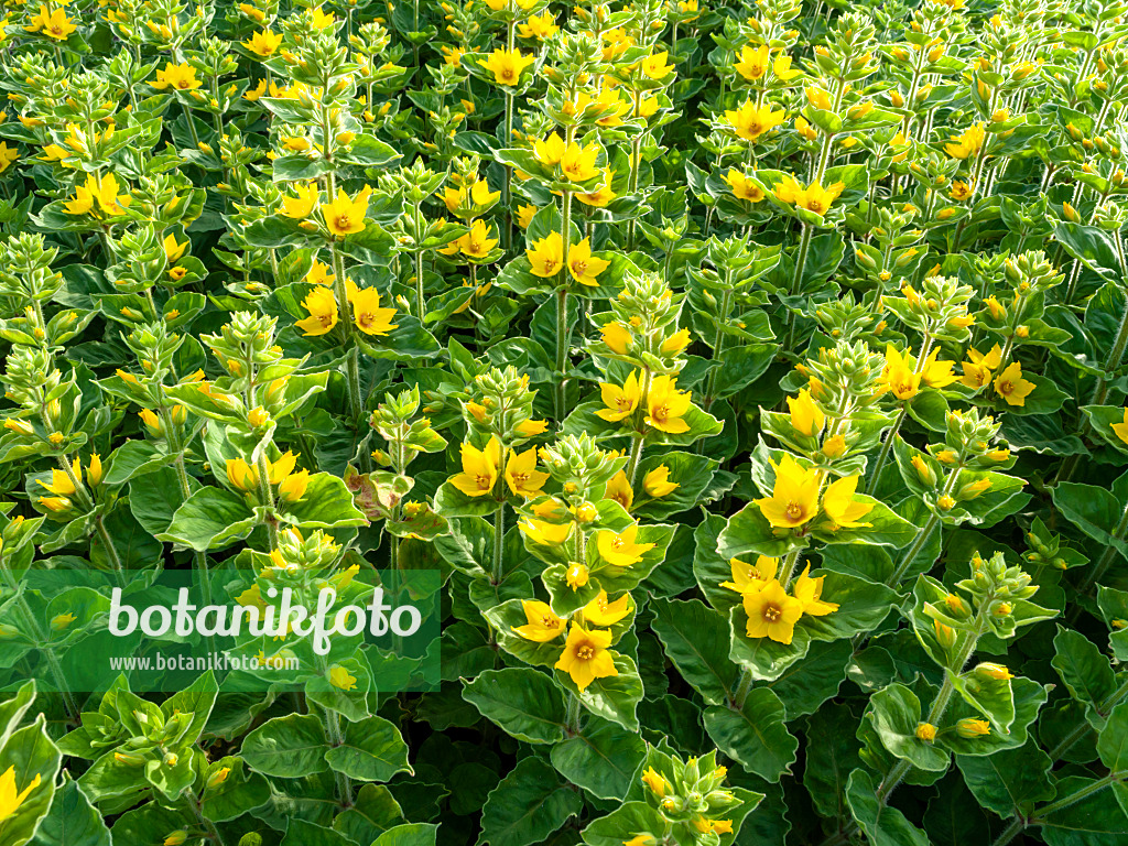 460159 - Punktierter Gilbweiderich (Lysimachia punctata)