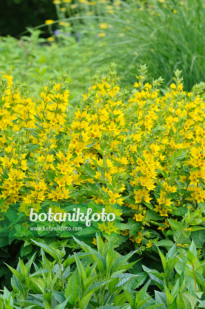 473040 - Punktierter Gilbweiderich (Lysimachia punctata)