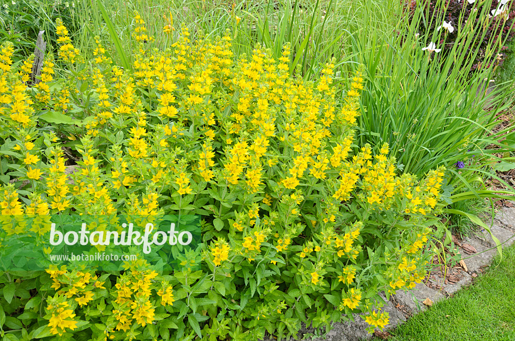 521077 - Punktierter Gilbweiderich (Lysimachia punctata)