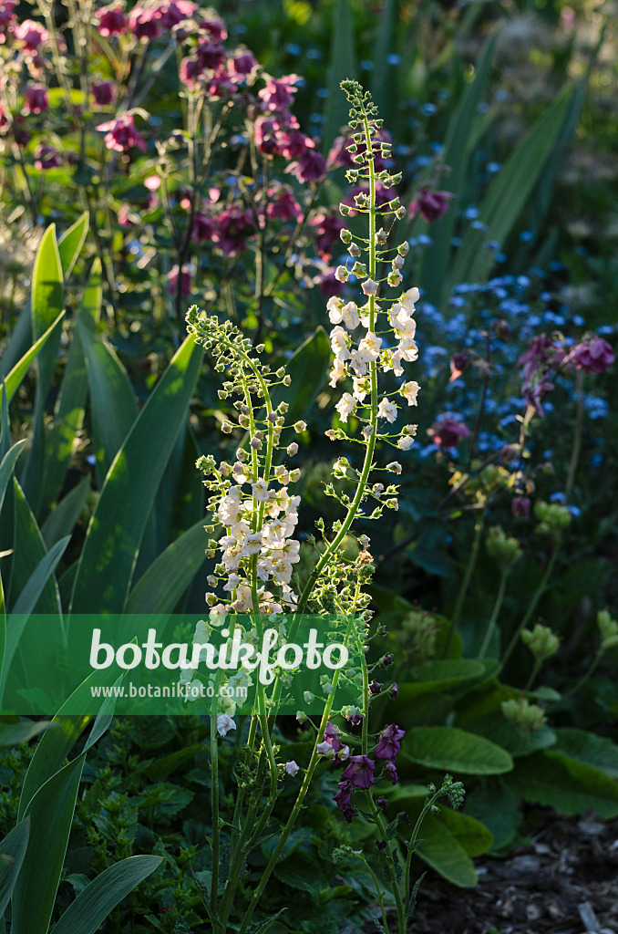 496280 - Purpurblütige Königskerze (Verbascum phoeniceum)