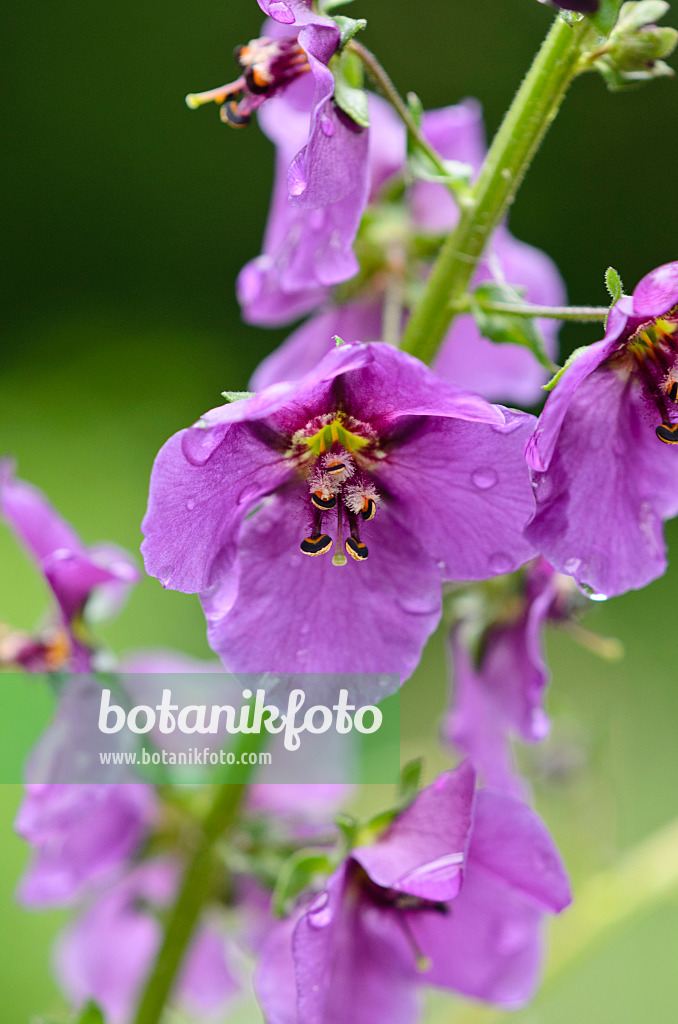 520222 - Purpurblütige Königskerze (Verbascum phoeniceum)