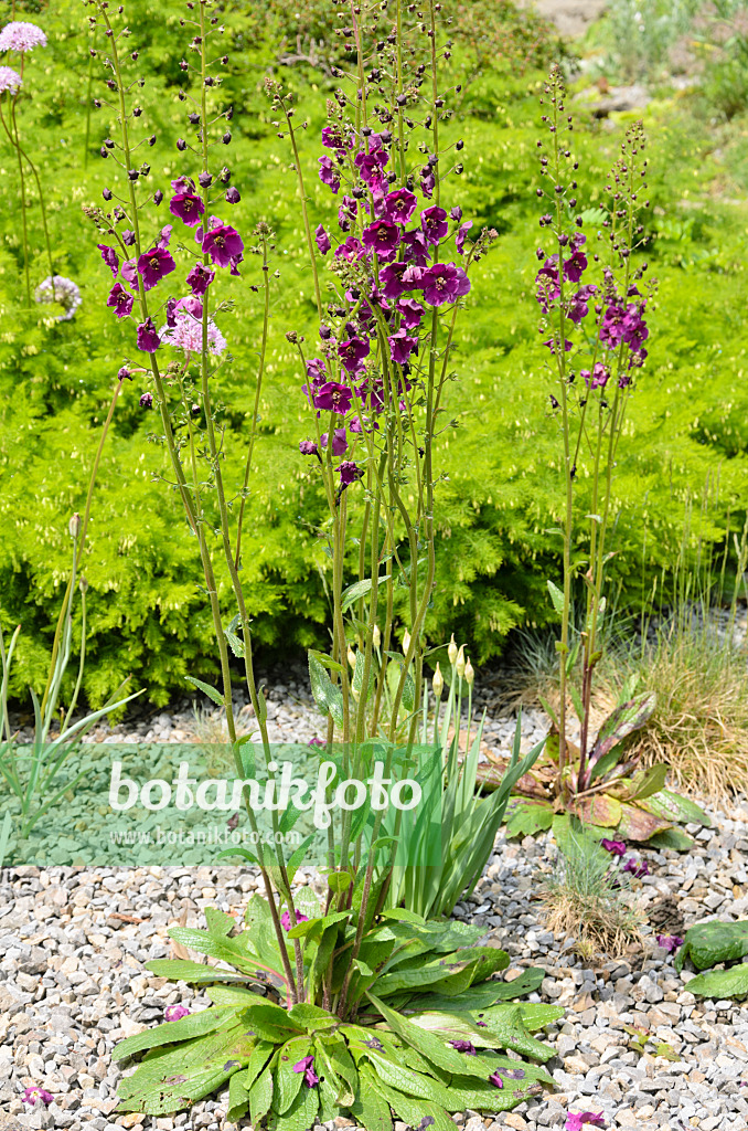 520472 - Purpurblütige Königskerze (Verbascum phoeniceum)