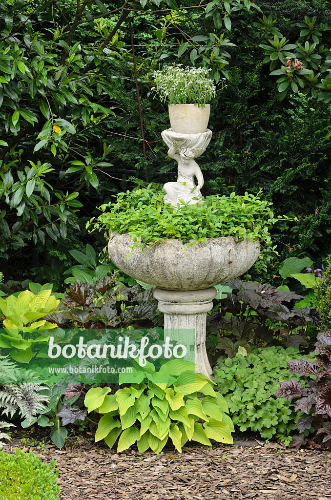 545132 - Purpurglöckchen (Heuchera) und Funkien (Hosta) an einem Brunnen