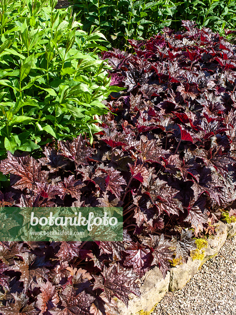 460132 - Purpurglöckchen (Heuchera micrantha 'Molly Bush')