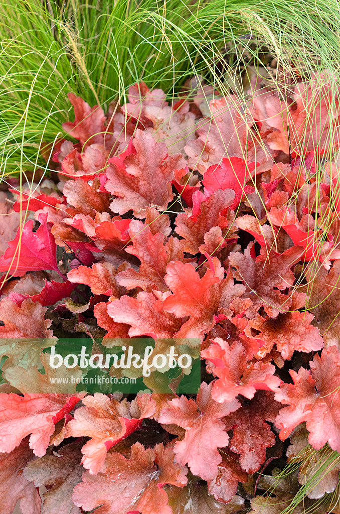 536117 - Purpurglöckchen (Heuchera micrantha 'Peach Flambe')