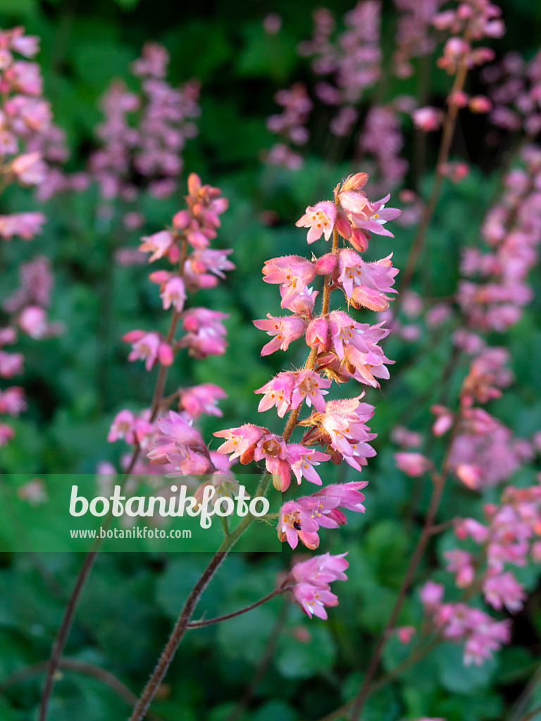 460102 - Purpurglöckchen (Heuchera sanguinea)