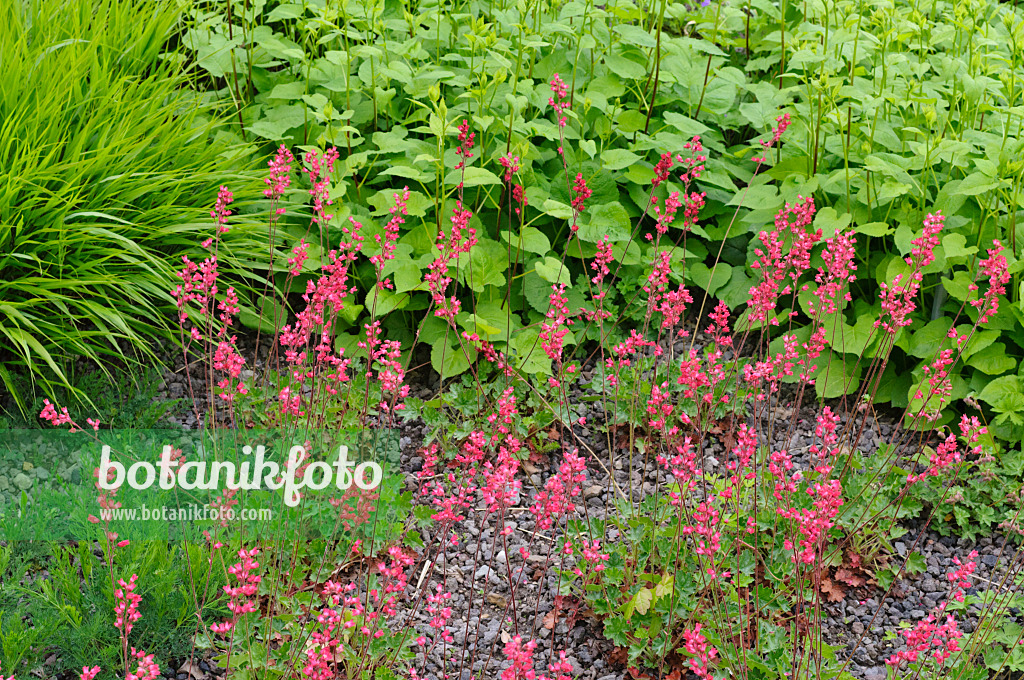 472240 - Purpurglöckchen (Heuchera sanguinea)