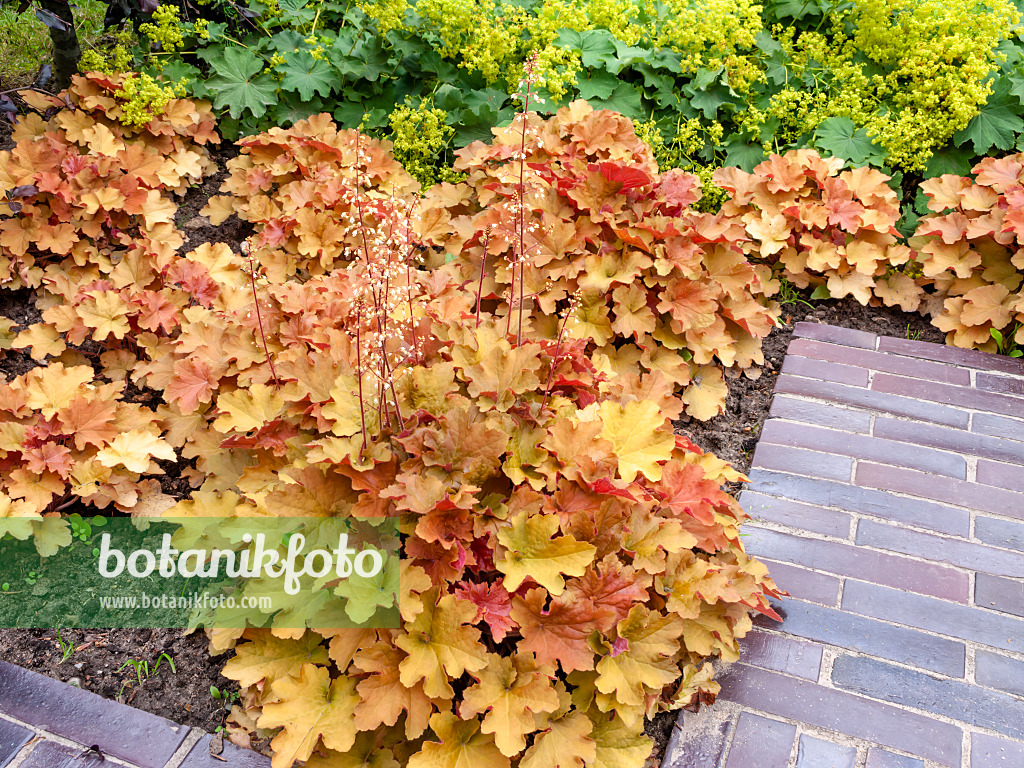 462150 - Purpurglöckchen (Heuchera villosa 'Caramel') und Frauenmantel (Alchemilla)