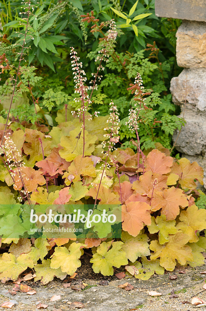 536035 - Purpurglöckchen (Heuchera villosa 'Caramel')