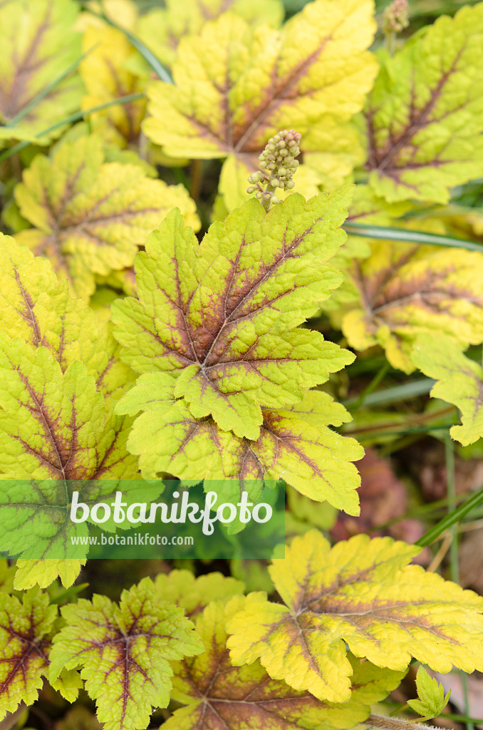 507187 - Purpurglöckchen (Heucherella Stoplight)