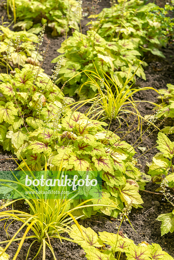 625231 - Purpurglöckchen (Heucherella Stoplight)