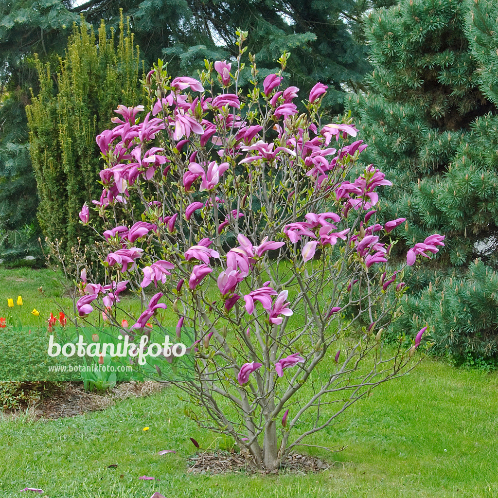 502255 - Purpurmagnolie (Magnolia liliiflora 'Susan')