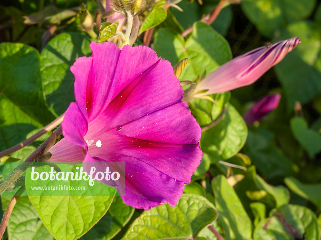 415038 - Purpurne Prunkwinde (Ipomoea purpurea)