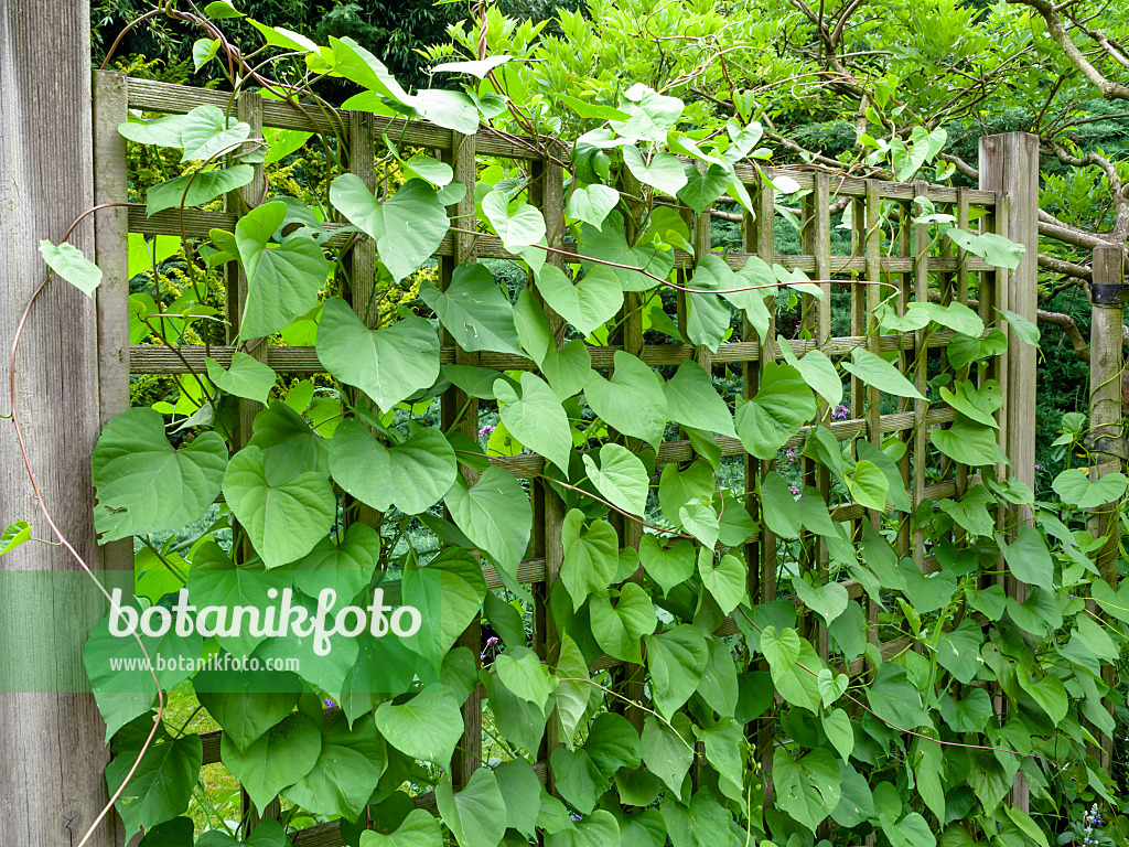 462167 - Purpurne Prunkwinde (Ipomoea purpurea)