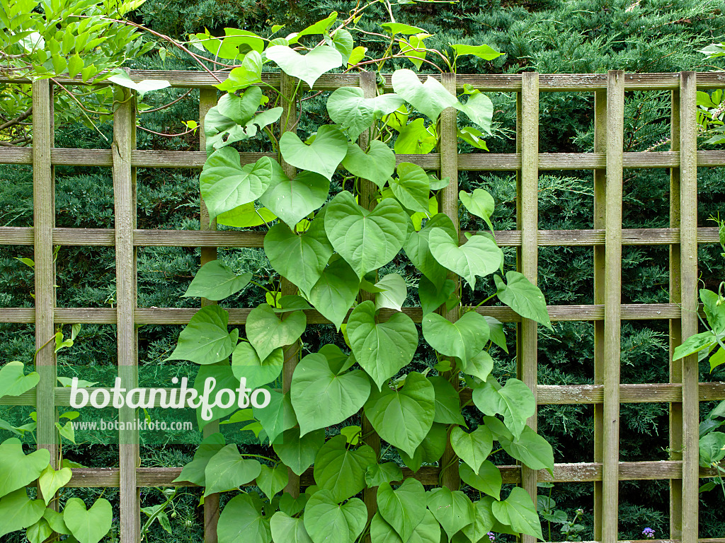 462168 - Purpurne Prunkwinde (Ipomoea purpurea)