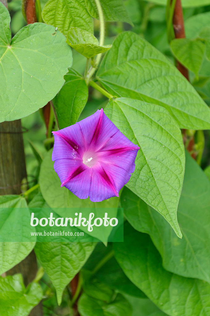 474123 - Purpurne Prunkwinde (Ipomoea purpurea)