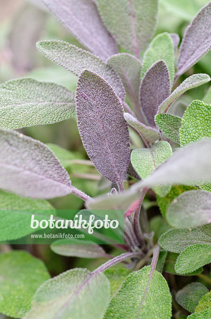 487001 - Purpursalbei (Salvia officinalis 'Purpurea')