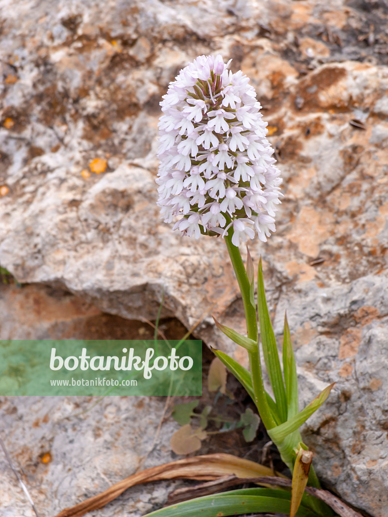 424067 - Pyramidenorchis (Anacamptis pyramidalis)