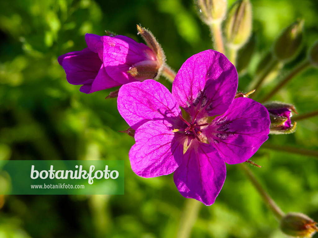 428004 - Pyrenäen-Reiherschnabel (Erodium manescavii)