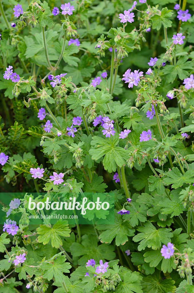 533400 - Pyrenäen-Storchschnabel (Geranium pyrenaicum 'Bill Wallis')