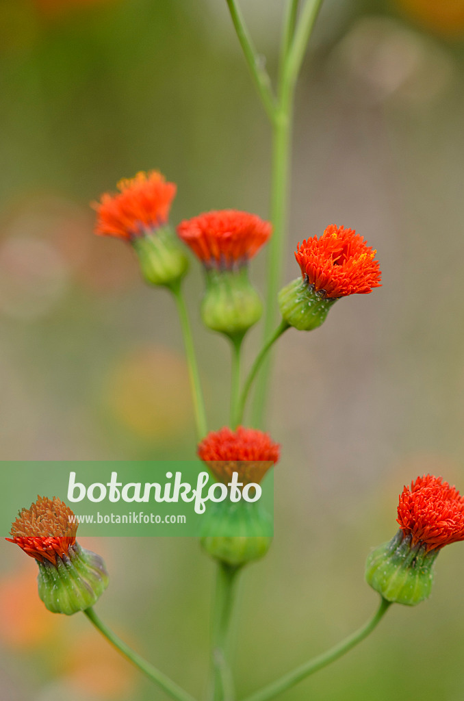 597037 - Quastenblume (Emilia coccinea)