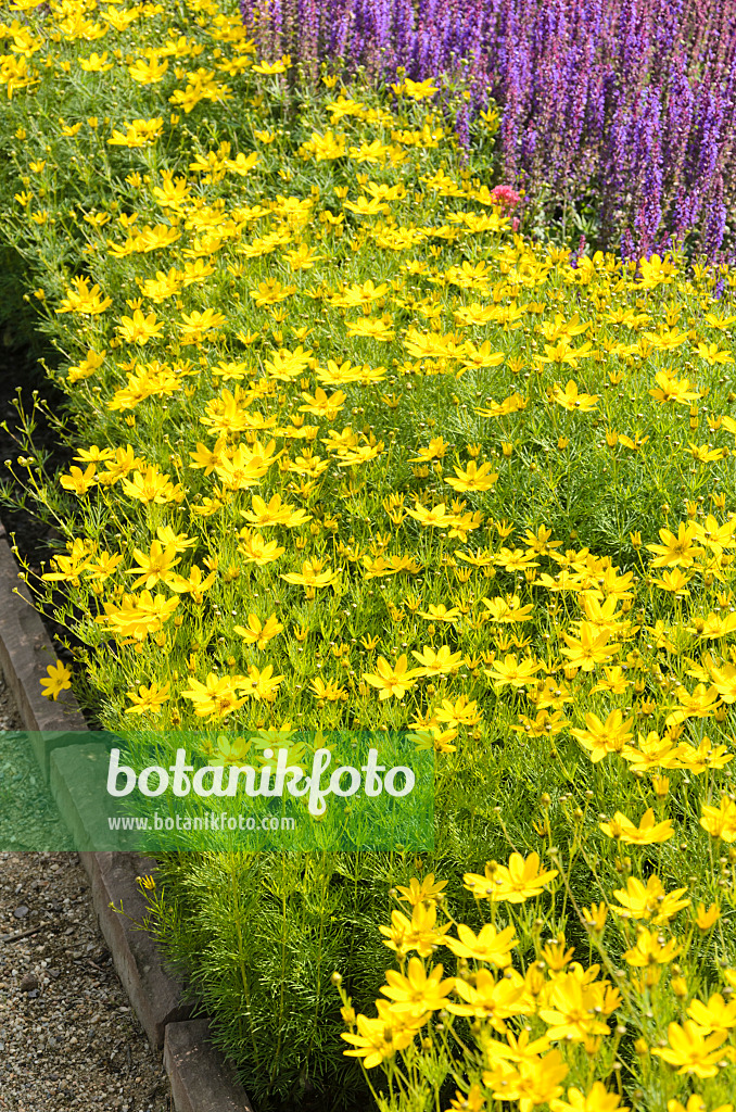 545185 - Quirlblättriges Mädchenauge (Coreopsis verticillata)