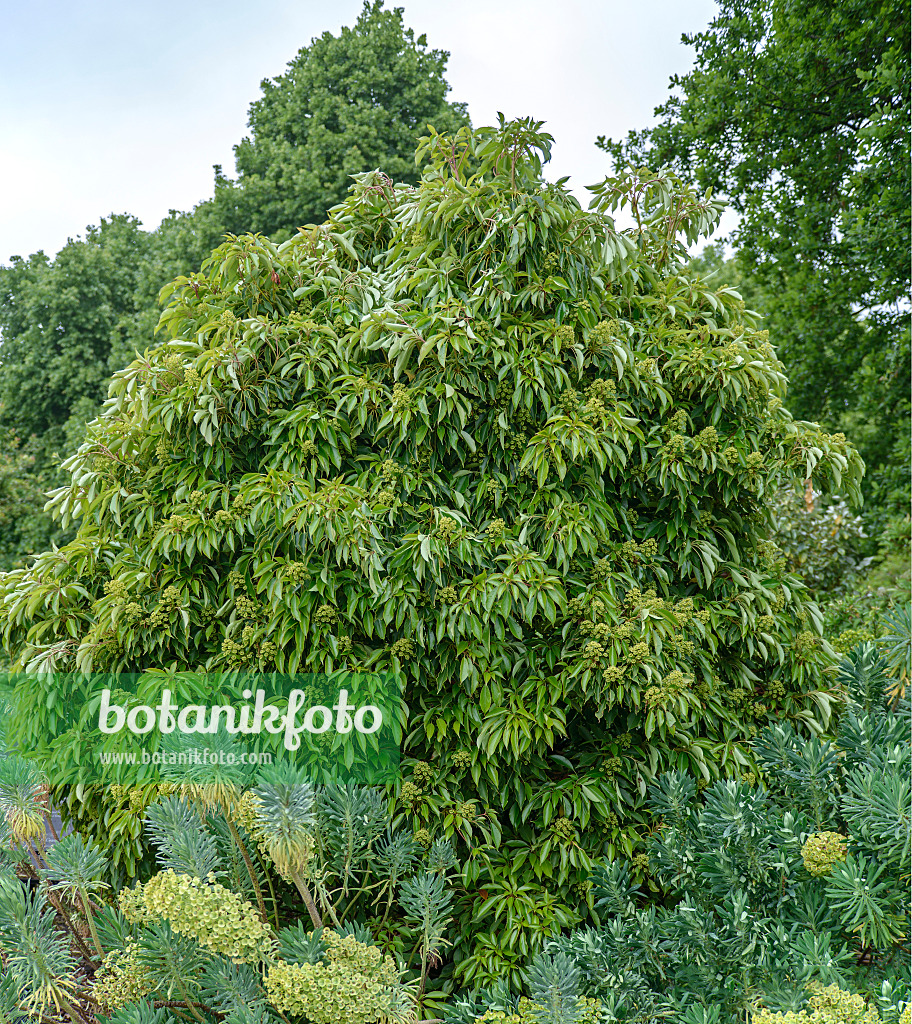 547310 - Radbaum (Trochodendron aralioides)