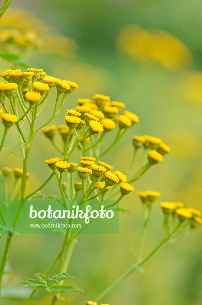 547009 - Rainfarn (Tanacetum vulgare)