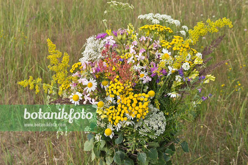 558331 - Rainfarn (Tanacetum vulgare), Wiesenmargerite (Leucanthemum vulgare) und Echtes Seifenkraut (Saponaria officinalis) in einem Blumenstrauß