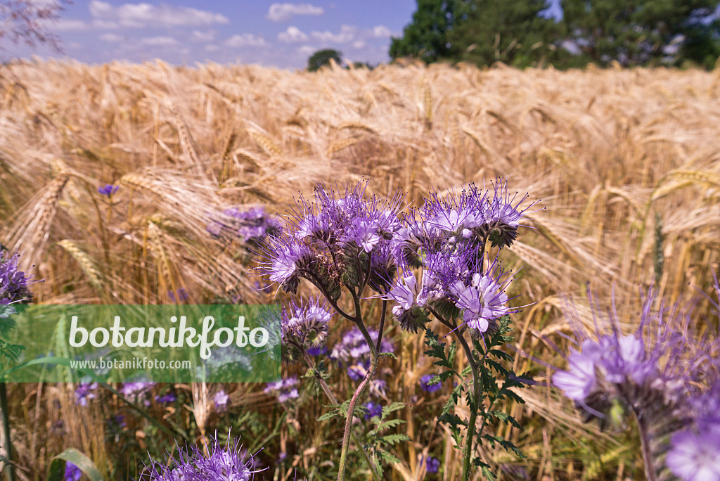 572117 - Rainfarnphazelie (Phacelia tanacetifolia) und Gerste (Hordeum)