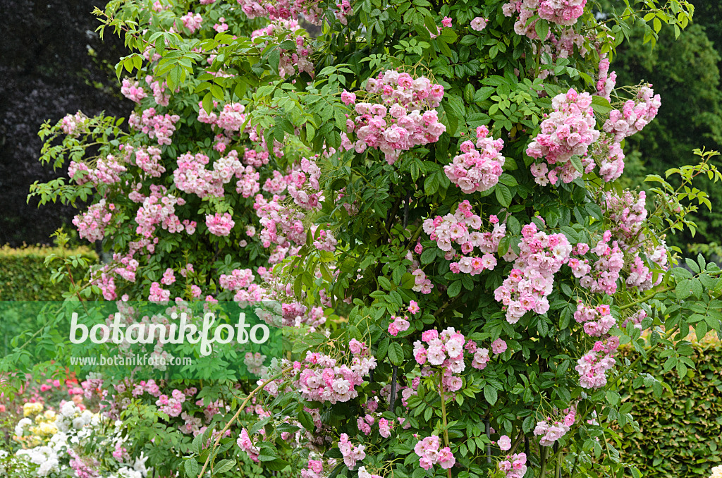 521475 - Ramblerrose (Rosa Blush Rambler)