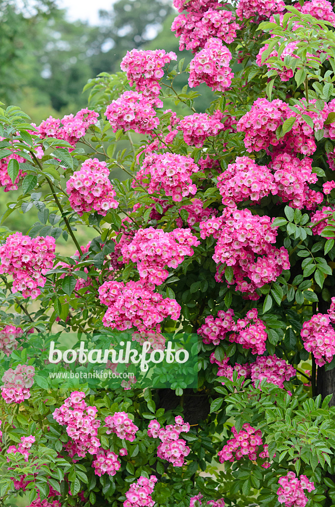 534018 - Ramblerrose (Rosa Maria Lisa)