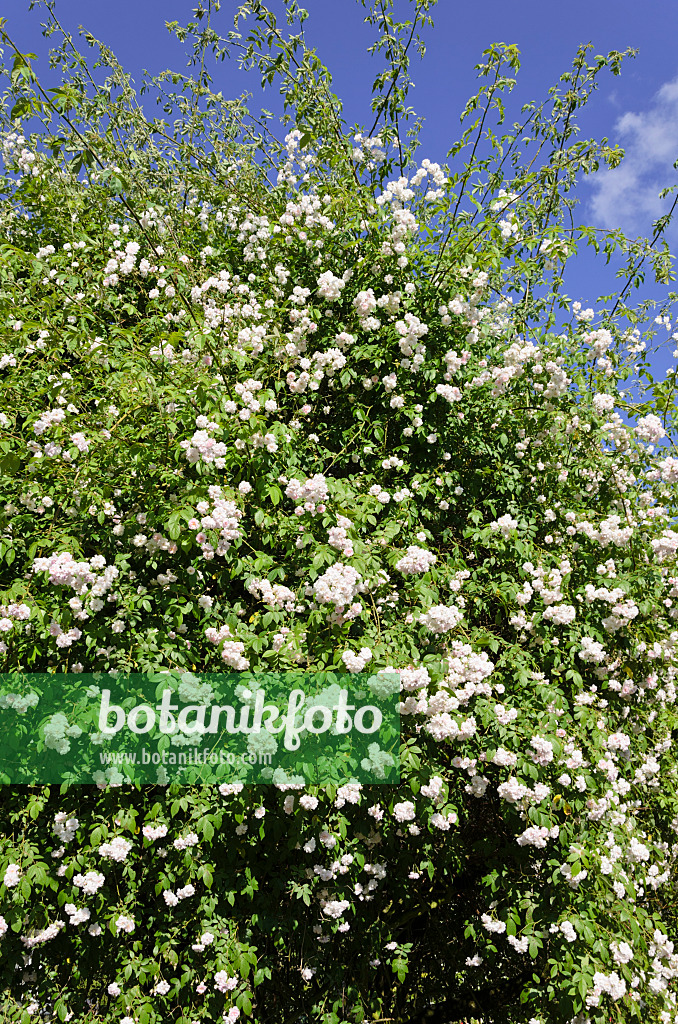 521279 - Ramblerrose (Rosa Paul's Himalayan Musk)