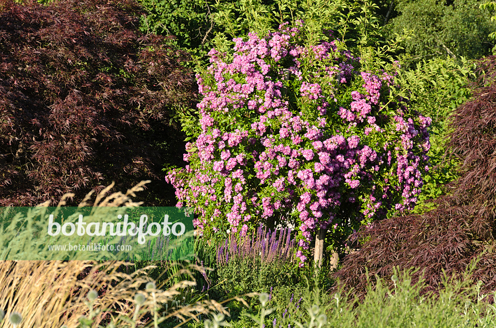 534025 - Ramblerrose (Rosa Veilchenblau)