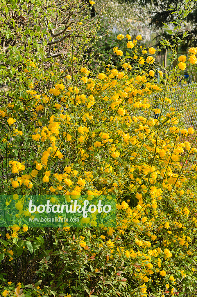 531083 - Ranunkelstrauch (Kerria japonica 'Pleniflora')