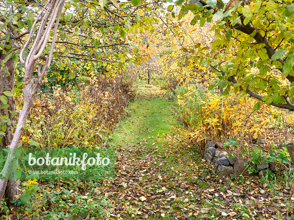 478051 - Rasenweg in einem herbstlichen Garten