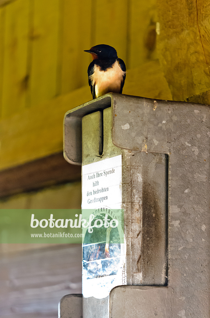 555099 - Rauchschwalbe (Hirundo rustica) auf einer Spendenbox